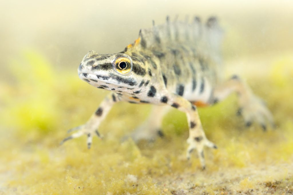 Schmidtler's smooth newt (Lissotriton schmidtleri)