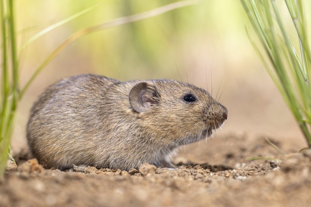 Günther's vole (Microtus guentheri)