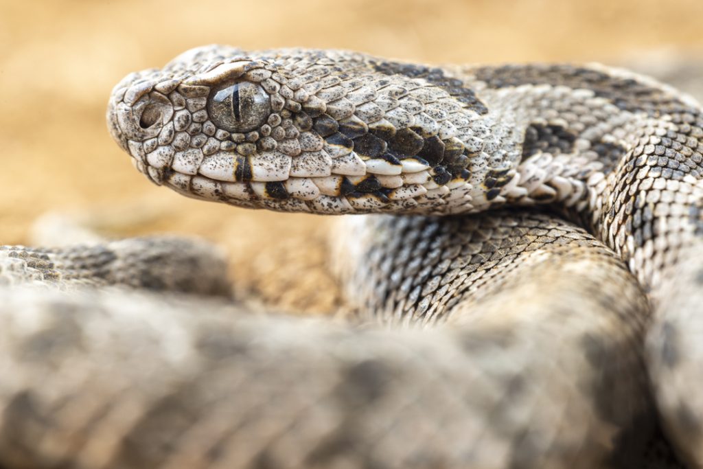 Ottoman viper (Montivipera xanthina)