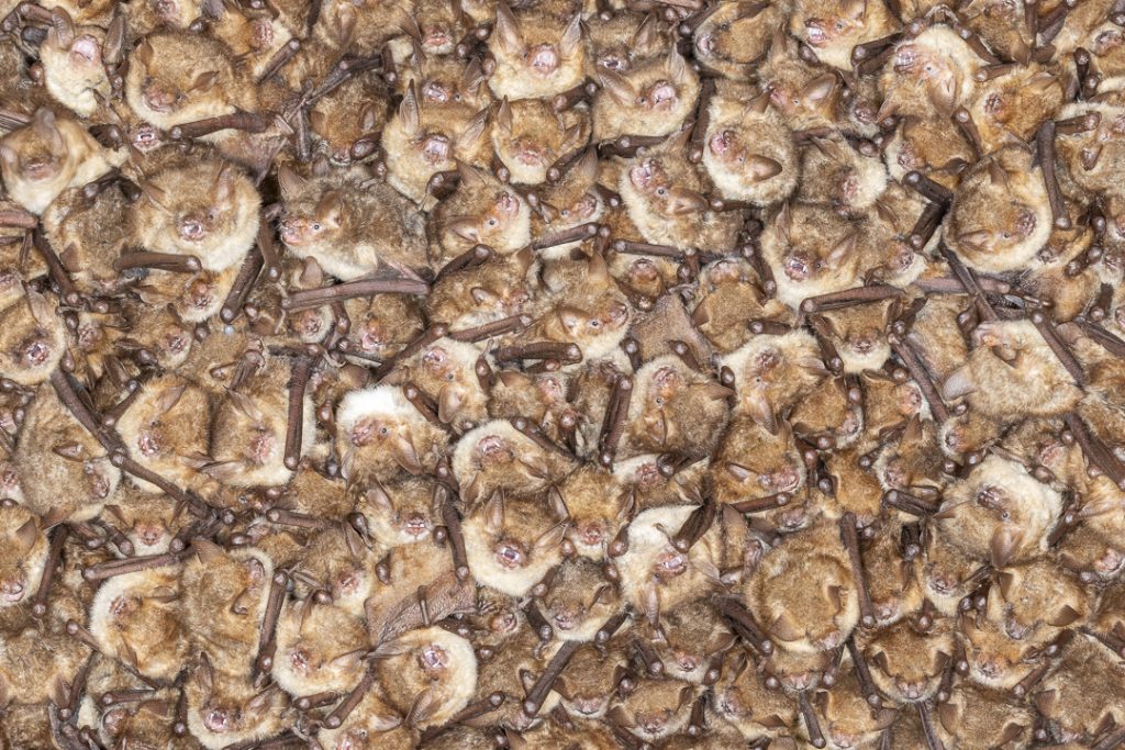 Geoffroy's bats (Myotis emarginatus)