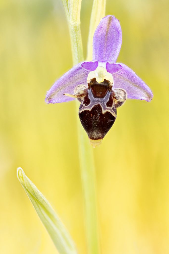 Woodcock orchid (Ophrys scolopax)