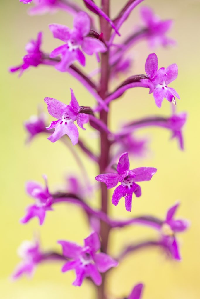 Four-spotted orchis (Orchis quadripunctata)