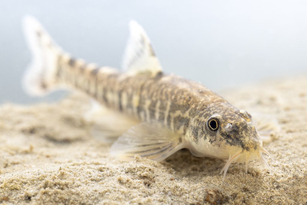 Bulgarian stone loach (Oxynoemacheilus bureschi)