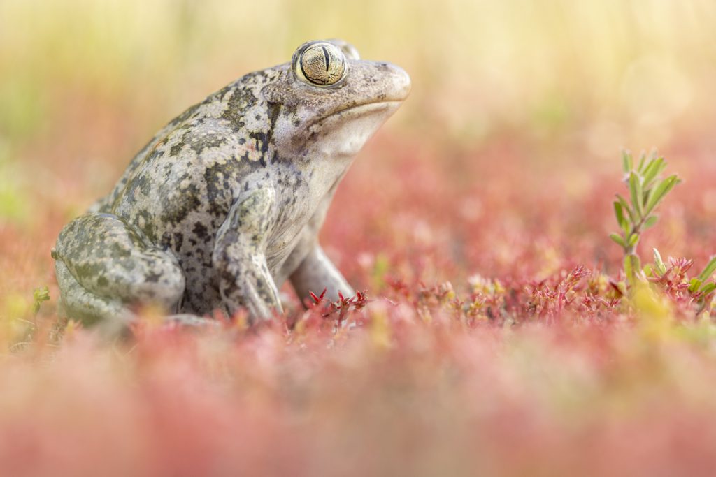 Balkan spadefoot toad (Pelobates balcanicus)