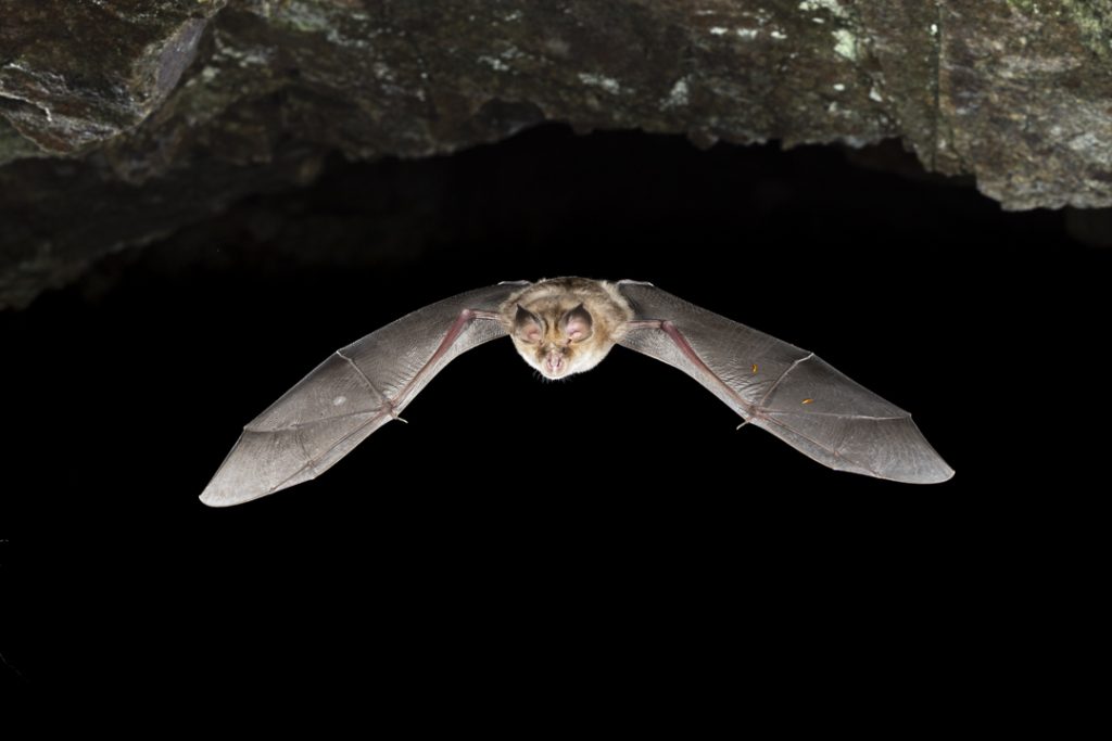 Blasius's horseshoe bat (Rhinolophus blasii)