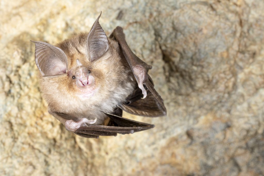 Mediterranean horseshoe bat (Rhinolophus euryale)