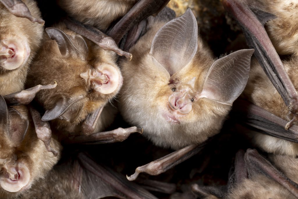 Mediterranean horseshoe bat (Rhinolophus euryale) in between Blasius's horseshoe bats (Rhinolophus blasii)