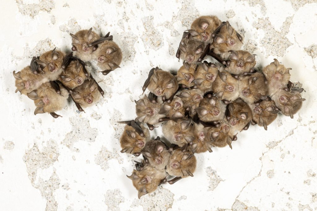 Lesser horseshoe bats (Rhinolophus hipposideros)