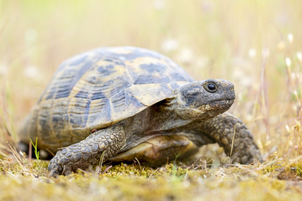 Spur-thighed tortoise (Testudo graeca)