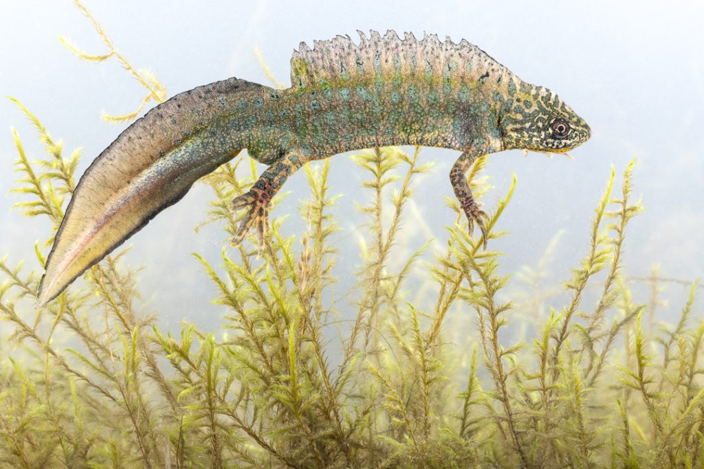 Buresch's crested newt (Triturus ivanbureschi)