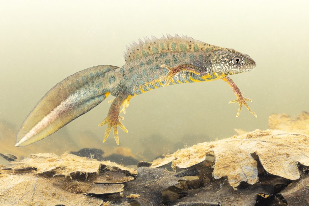 Macedonian crested newt (Triturus macedonicus)