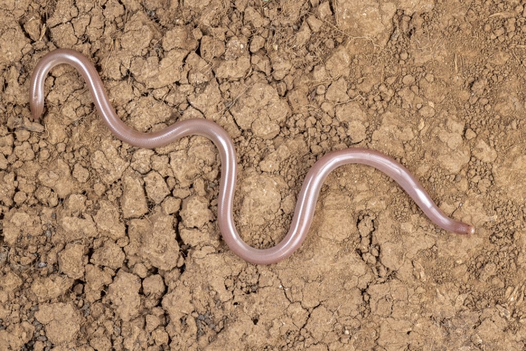 European worm snake (Xerotyphlops vermicularis)