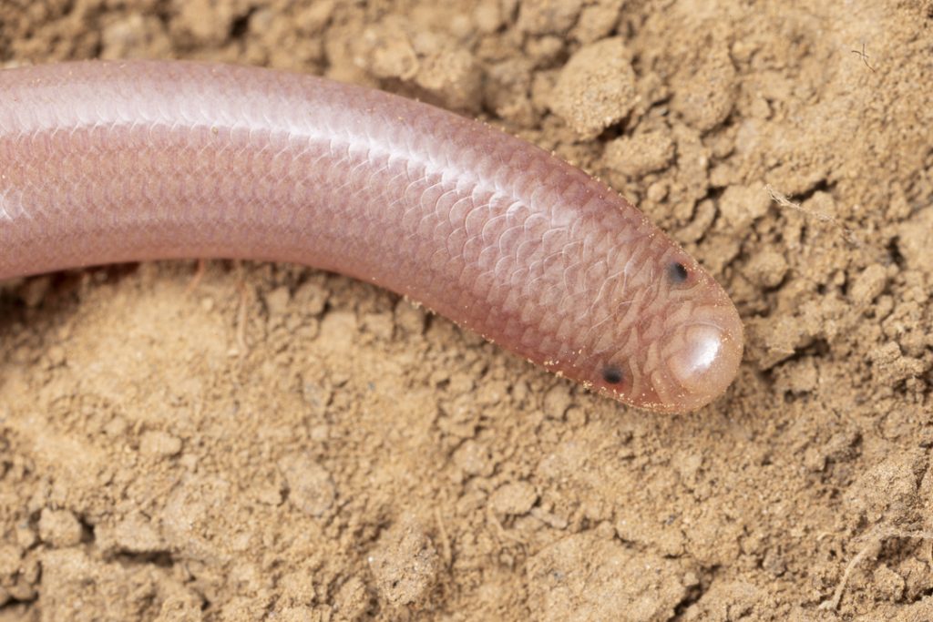 European worm snake (Xerotyphlops vermicularis)